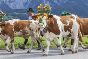 Heimtrieb der Kühe von Schönau zum Bauernhof Rennerlehen, Almabtrieb am Königssee der Familie Resch, Berchtesgadener Land, Oberbayern, Bayern, Süddeutschland, Deutschland, Europa Heimtrieb der Kühe von Schönau zum Bauernhof Rennerlehen, Almabtrieb am Königssee der Familie Resch, Berchtesgadener Land, Oberbayern, Bayern, Süddeutschland, Deutschland, Europa